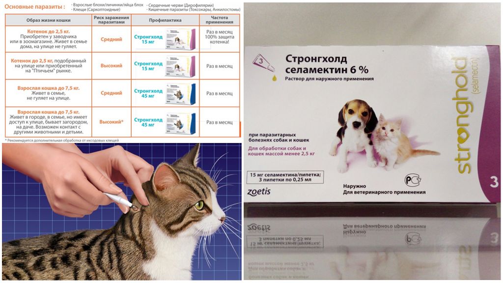 Стронгхолд для кошек – инструкция, как действует и как применять от блох, клещей и глистов
