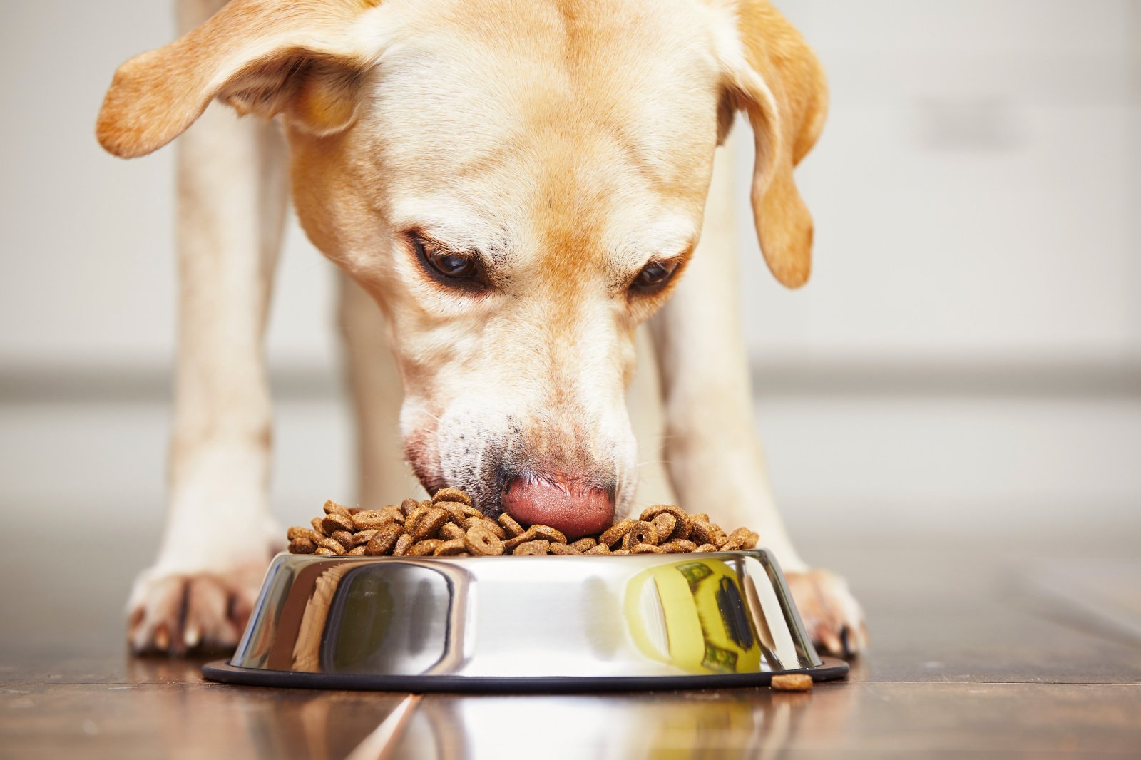 Вкусно и полезно, или 7 важных критериев выбора корма для собак