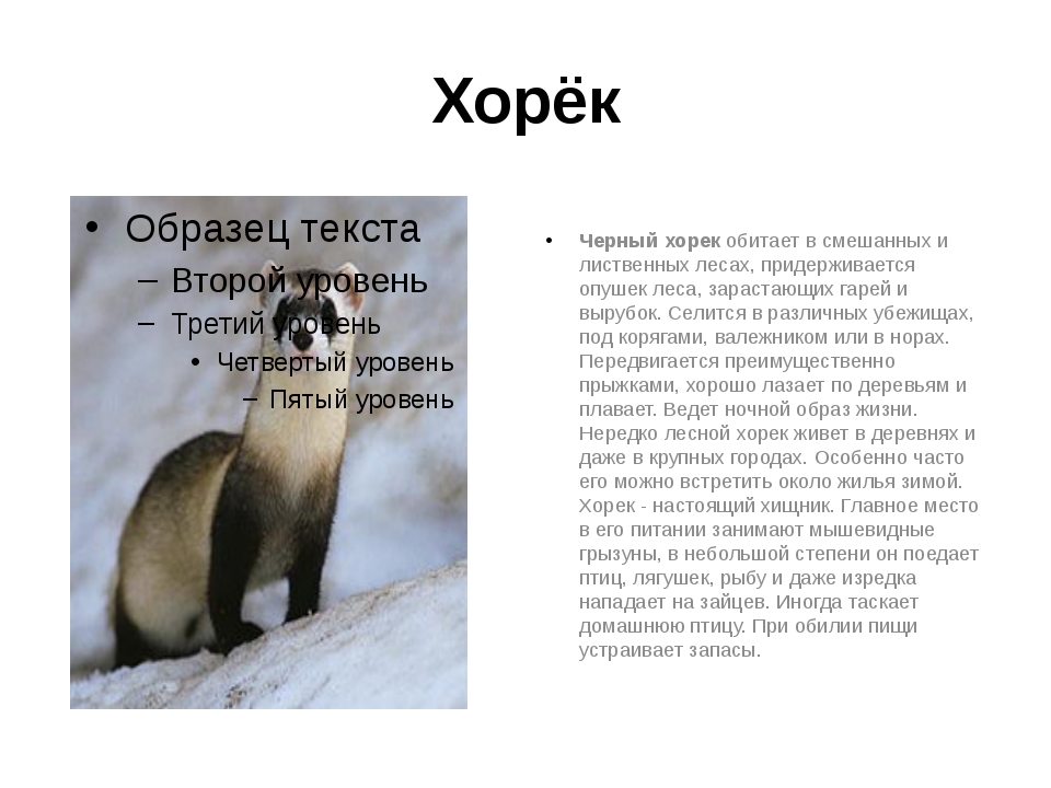 Разновидности хорьков: описание и особенности жизнедеятельности