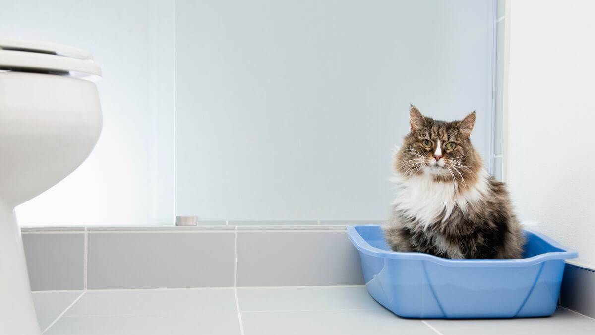 Почему кошка ходит в туалет вне лотка? | котоведение | дзен