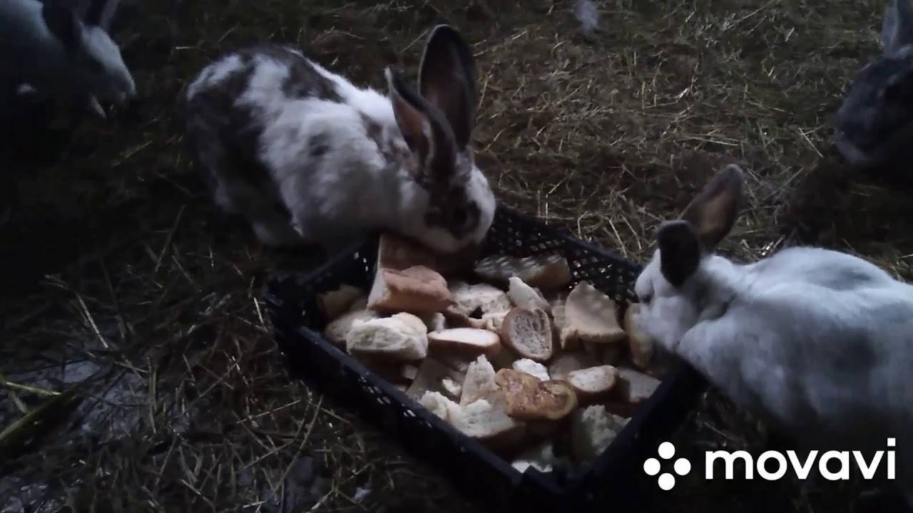 ᐉ можно ли кормить кроликов хлебом? хлеб кролям: польза или вред? - zooon.ru