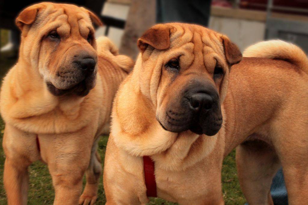 Порода собаки шарпей: фото, цена и особенности
