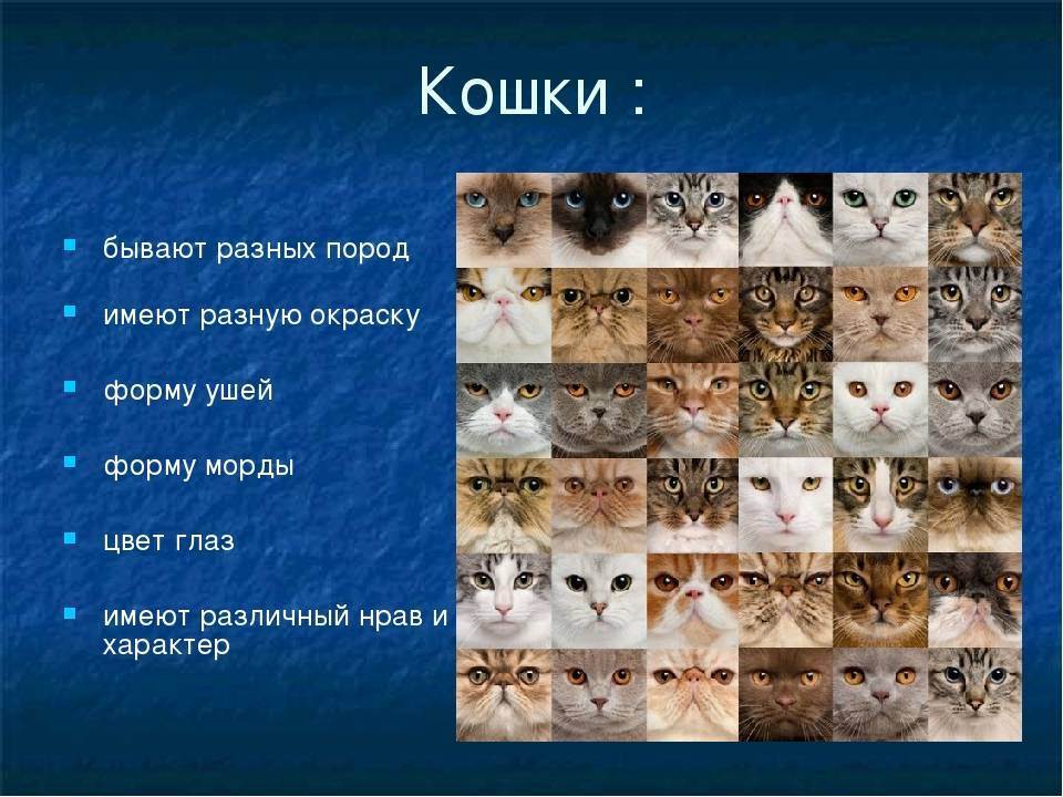 Семейство кошачьих – характеристика, представители, классификация и фото