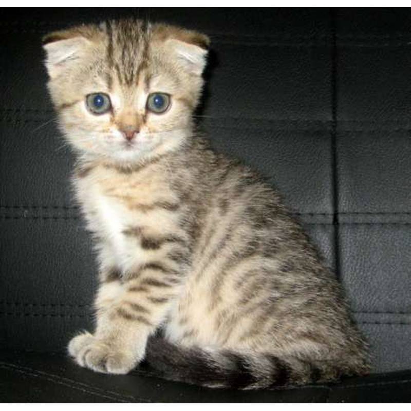 Уссурийская кошка: характер, внешний вид, чем кормить
