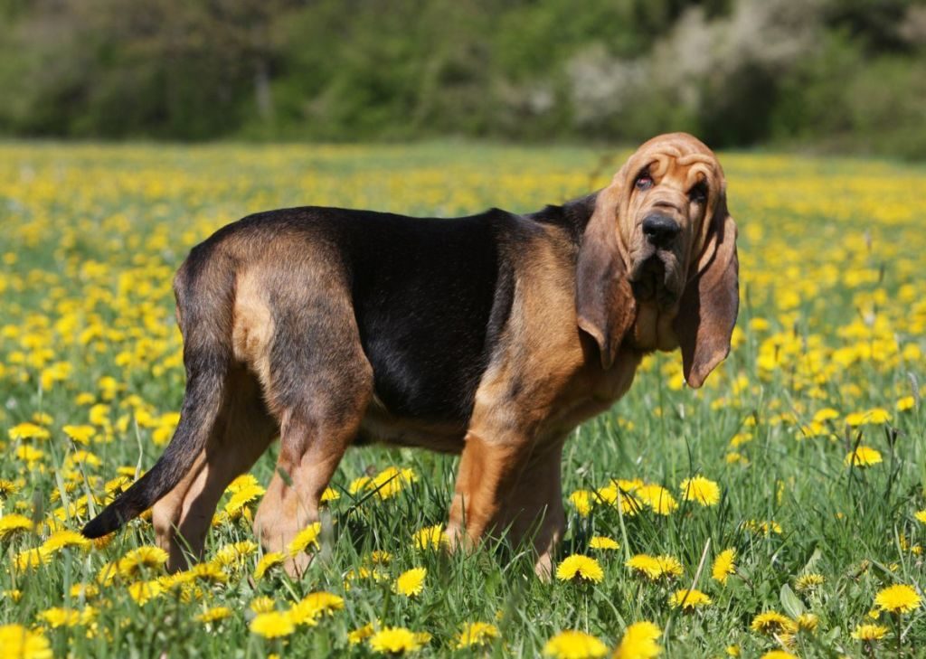 Описание породы собак бладхаунд: происхождение, стандарт, уход, выбор щенка