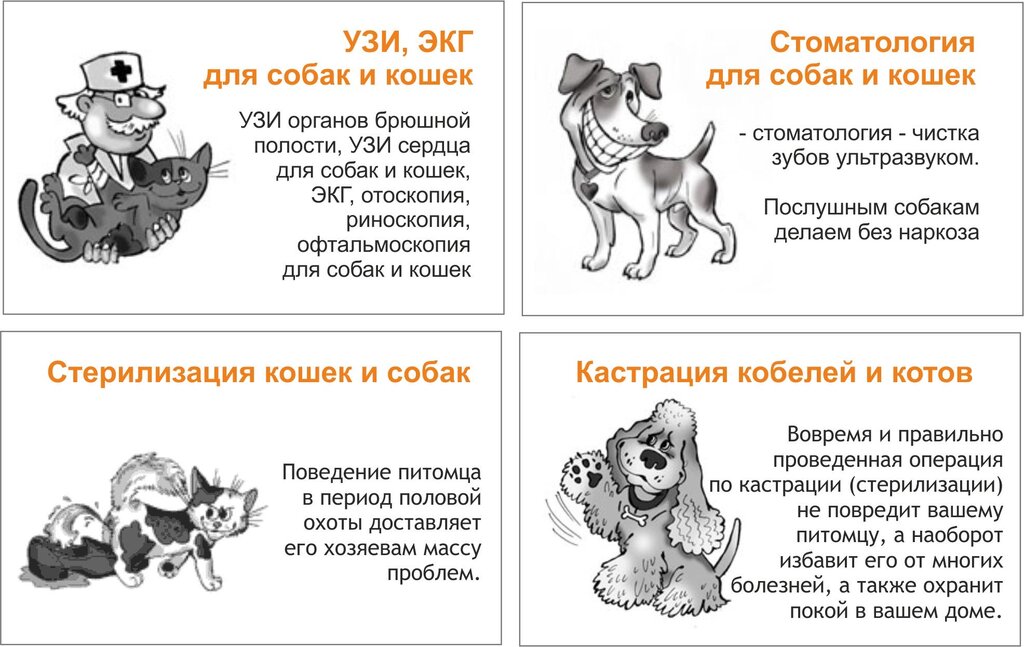 10 причин, по которым кошки лучше собак - chic pets