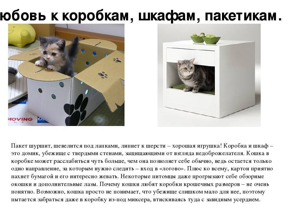 Кот в коробке — ещё одна кошачья загадка