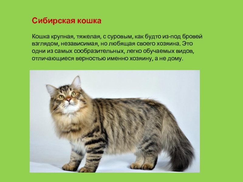 Кошки без хвоста: 13 пород, характер, история, уход