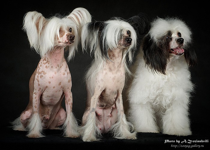 Изысканные собачки породы китайская хохлатая |