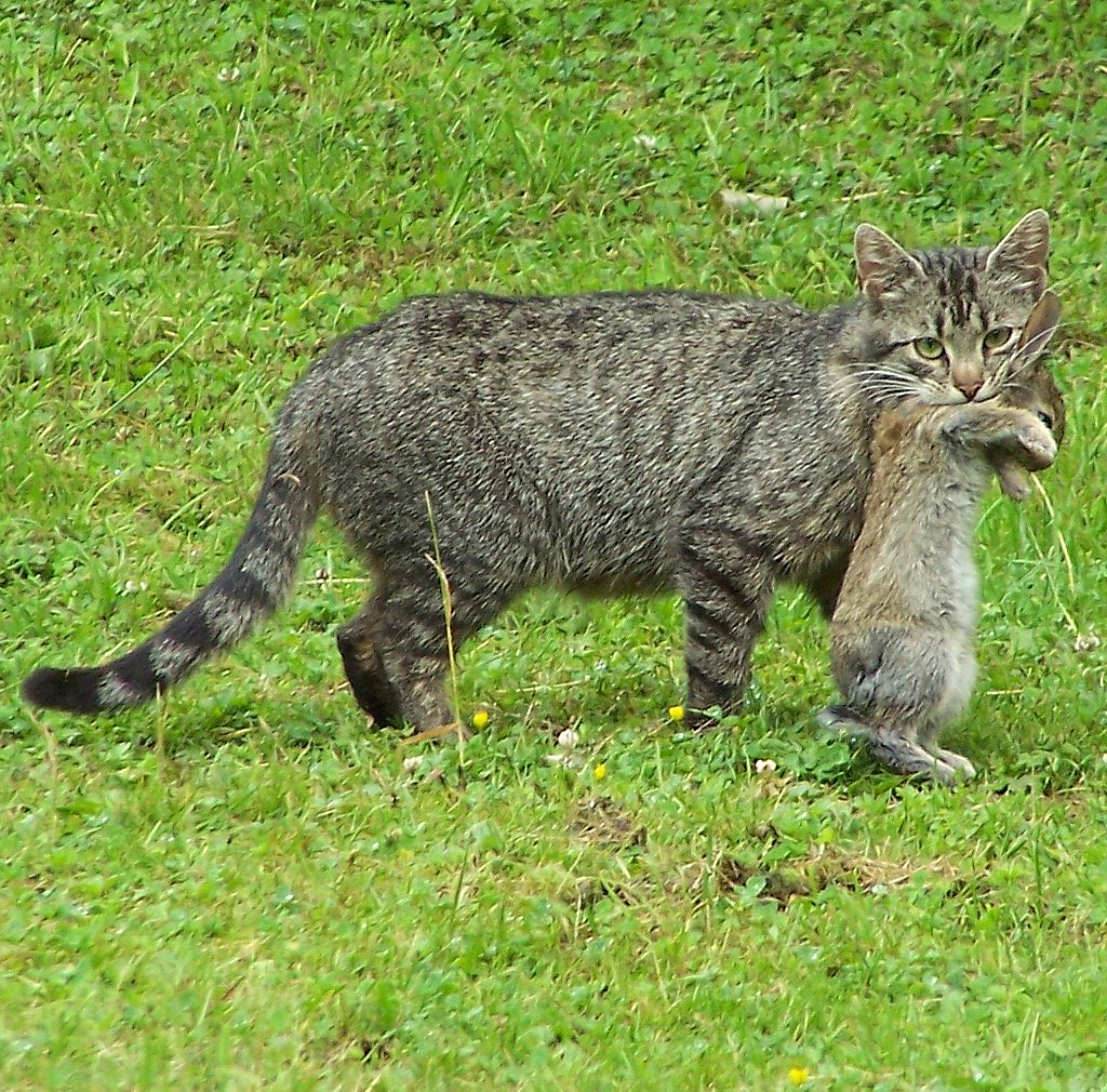 Камышовый кот: варианты названия пород и размеры животного
