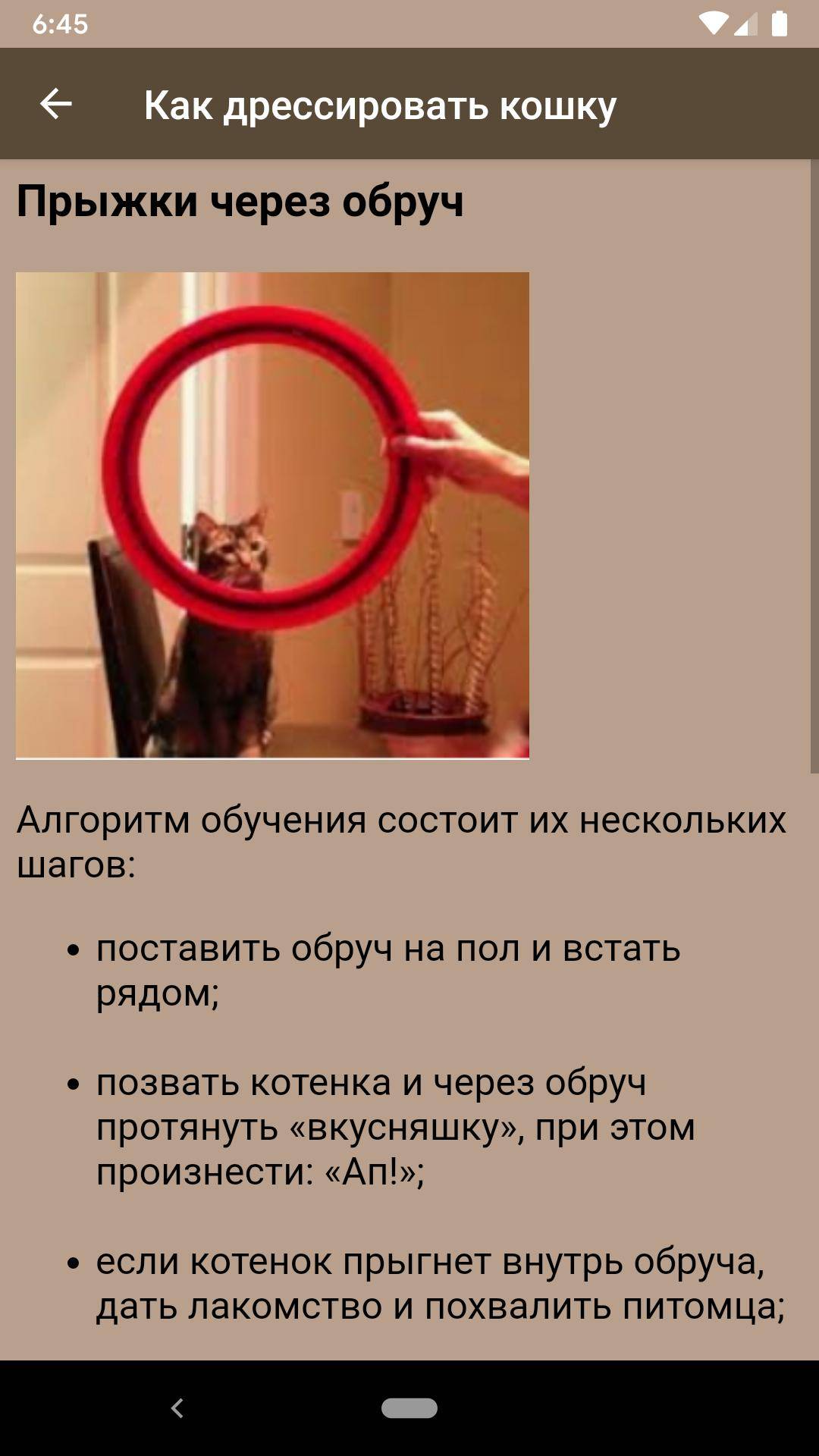 Как дрессировать кошку? дрессировка кошек в домашних условиях для начинающих + видео