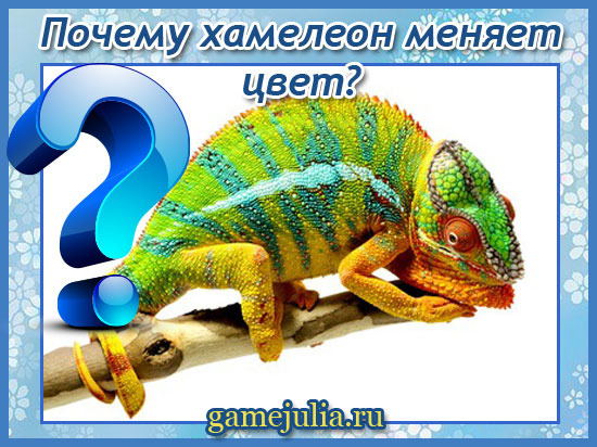 Как хамелеон меняет цвет и почему, интересные факты о рептилии