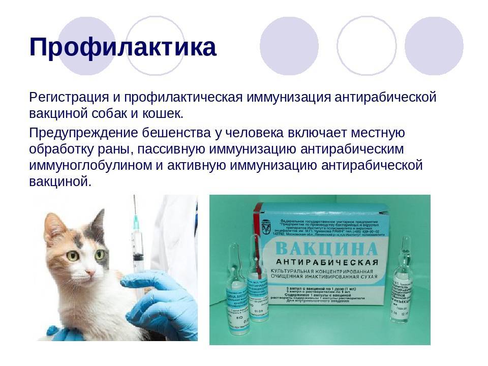 Прививка от бешенства для кошек: когда делать, основные правила, последствия, сколько действует :: дом :: клео.ру