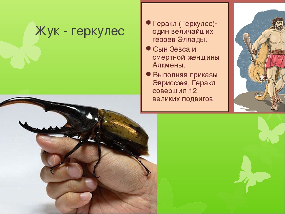 Жук геркулес крупное и сильное насекомое из красной книги - насекомые