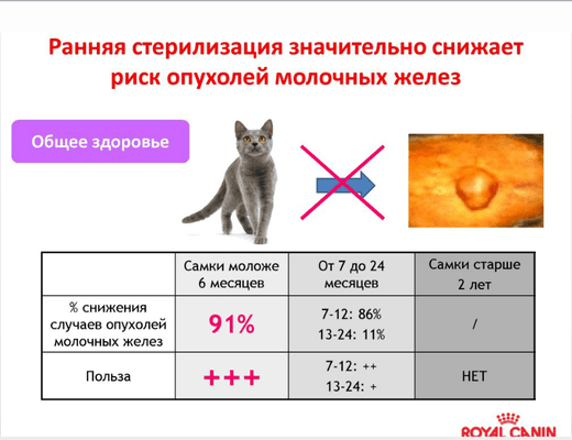 Кастрация собак