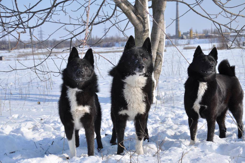 Обзор собак породы русско-европейская лайка: стандарт, уход, содержание и фото