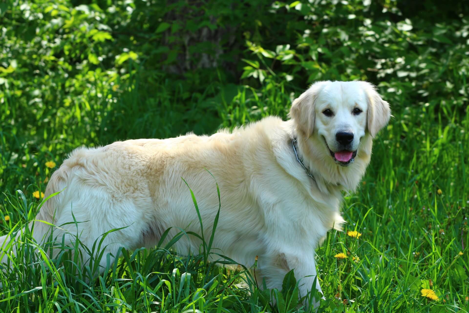 Золотистый (голден) ретривер — солнечная собака - догофф