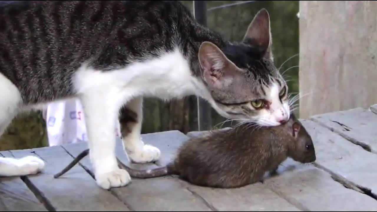 Кошка приносит котенка хозяину. Кошка и крыса. Кошка охотится на крысу. Кошки-мышки.