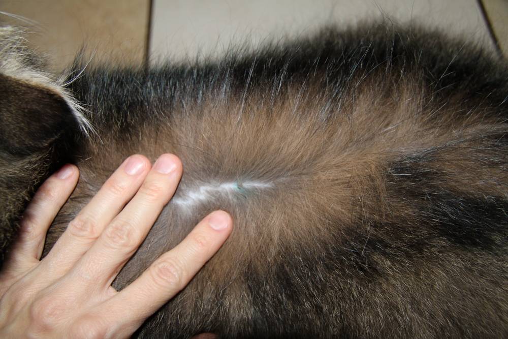7 причин, почему у кошки выпадает шерсть и что делать
