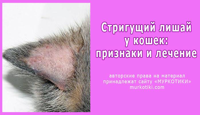 Как не заразиться лишаем от кошки, можно ли заразиться, что делать при заражении, чем лечить?