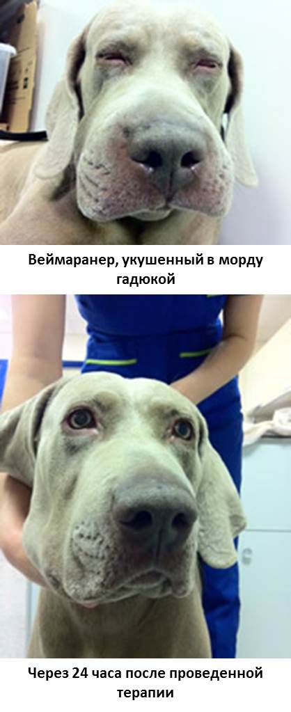 Собаку ужалила пчела, оса или шмель | dogkind.ru