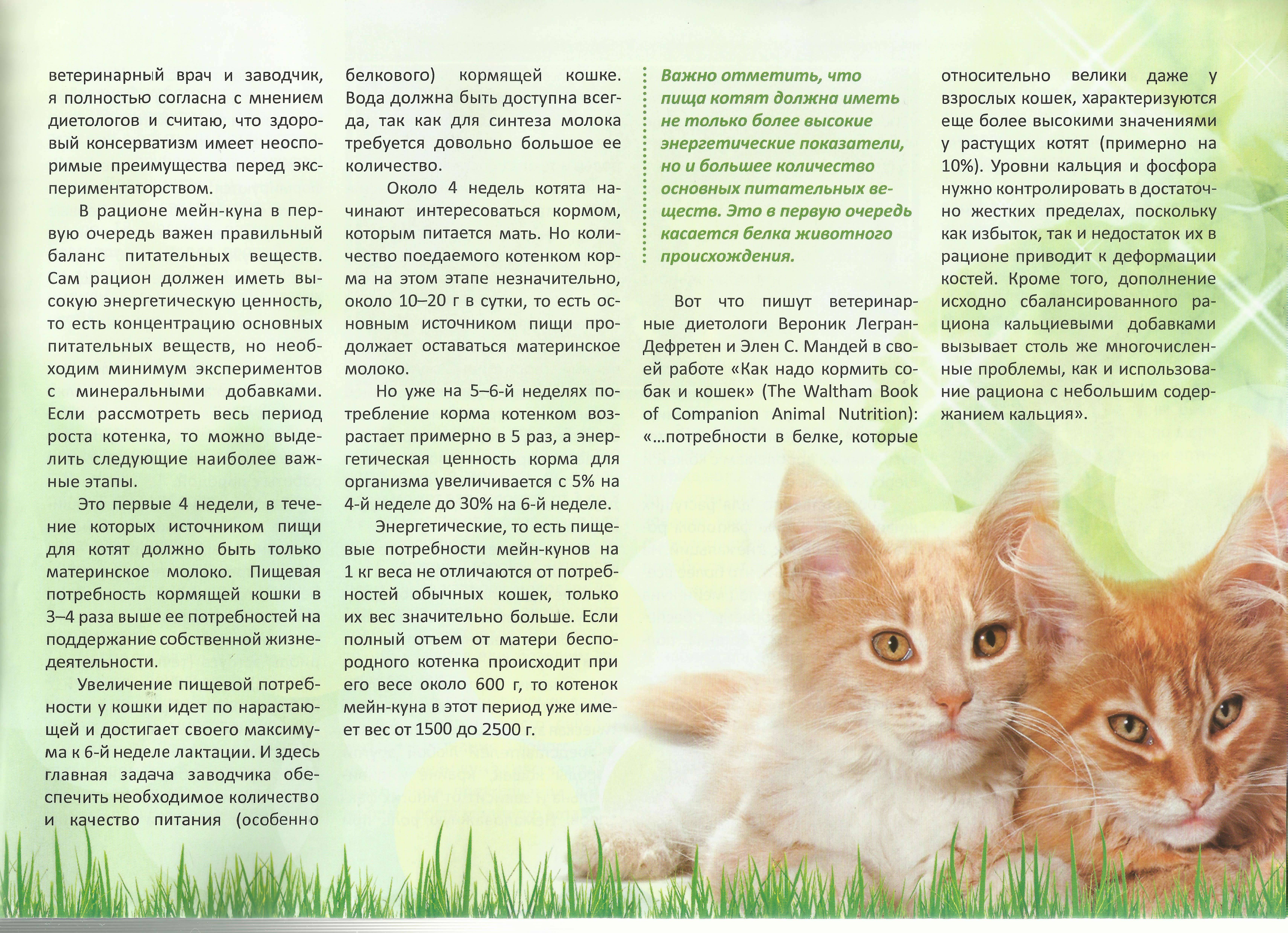 Как кормить котенка?