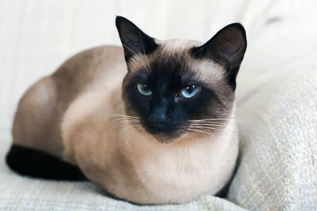 Тайская кошка: описание породы, здоровье, уход, разведение, покупка