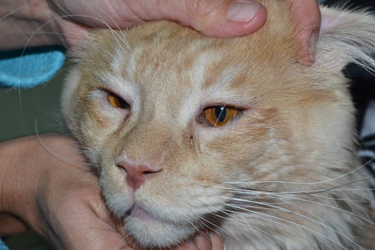 Панофтальмит у кошек: лечение, симптомы, разновидности