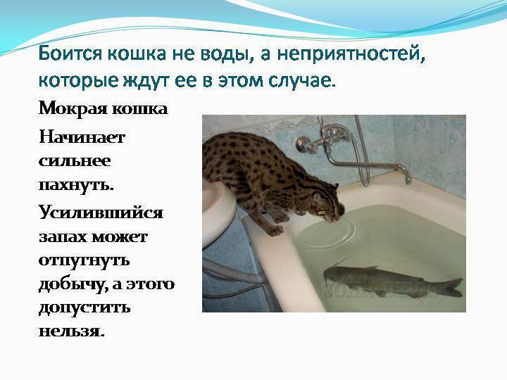 Почему кошки боятся воды: физиологические и психологические причины, как помочь кошке преодолеть страх, советы по купанию питомца