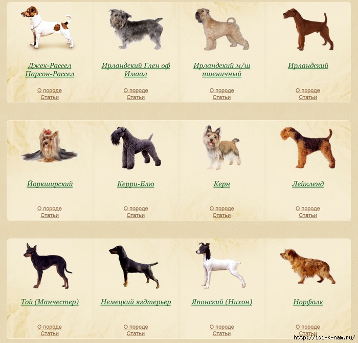Собаки породы средних размеров с фотографиями и названиями