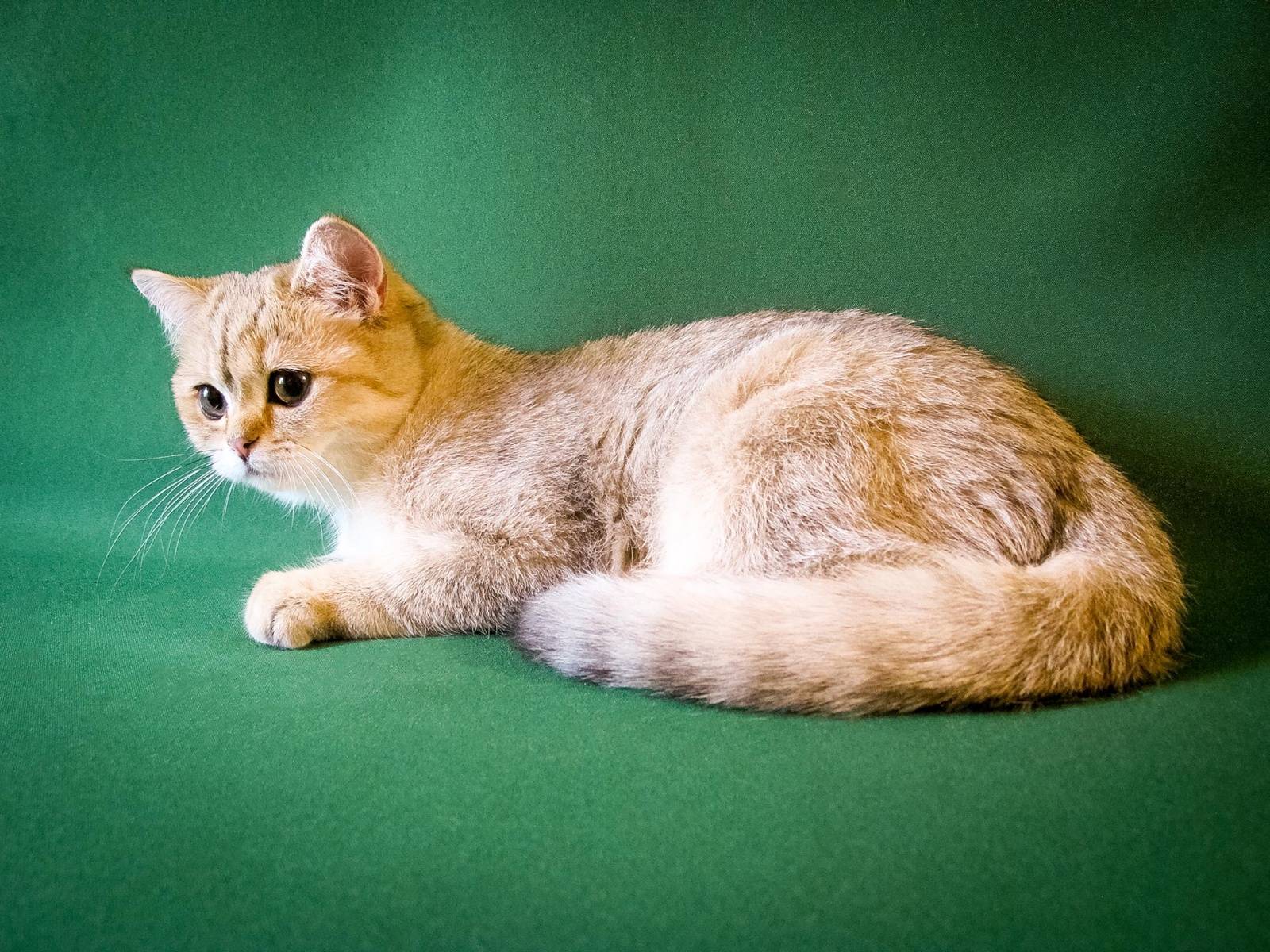 Бразильская короткошерстная кошка: описание, характер, уход, фото | кот и кошка