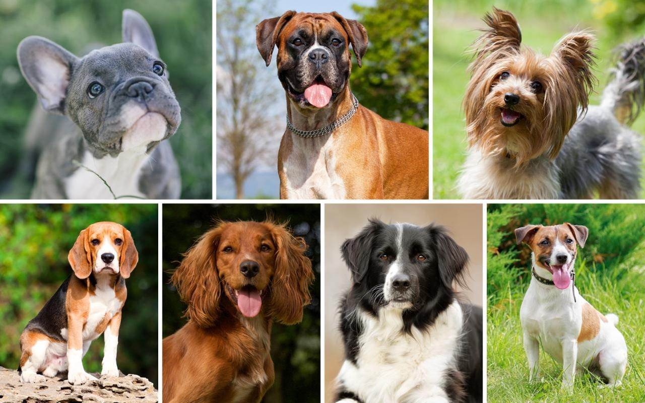 Самые умные породы собак — топ 10 с фото и названиями | «дай лапу»