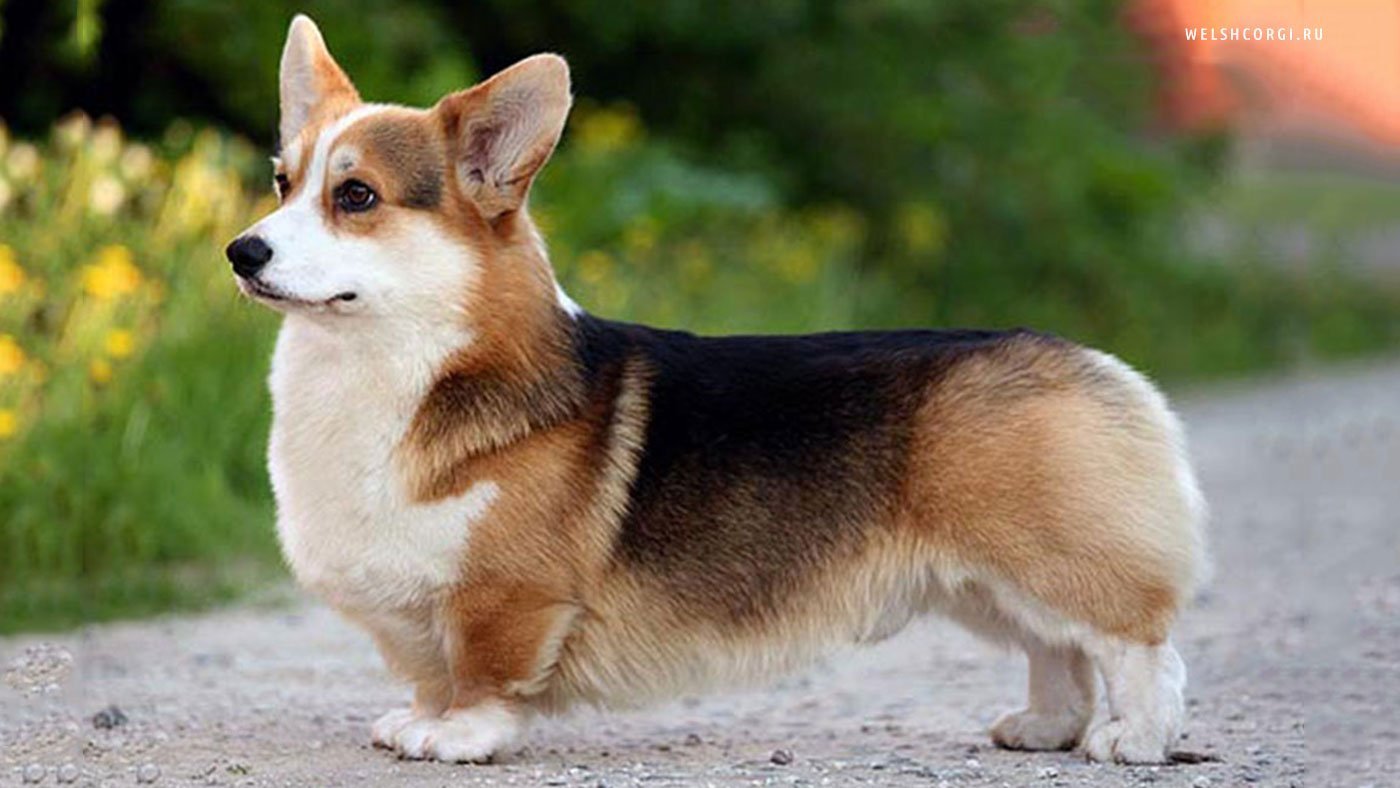 Собаки с короткими лапами (40 фото): названия пород коротконогих собак с большими ушами. уход за коротколапыми щенками