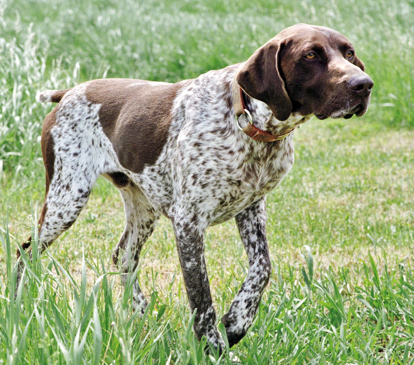 Английский пойнтер — одна из лучших охотничьих пород собак