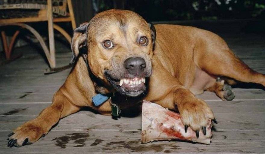 Настырность в крови: топ-5 самых упрямых пород собак - gafki.ru