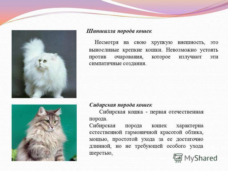 «кошландия»: 25 фотографий о жизни большой семьи сибирских кошек