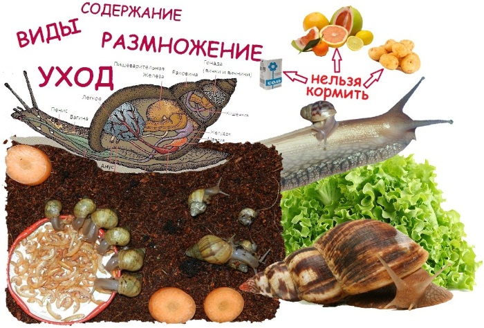 Как и чем кормить улиток ахатин в домашних условиях