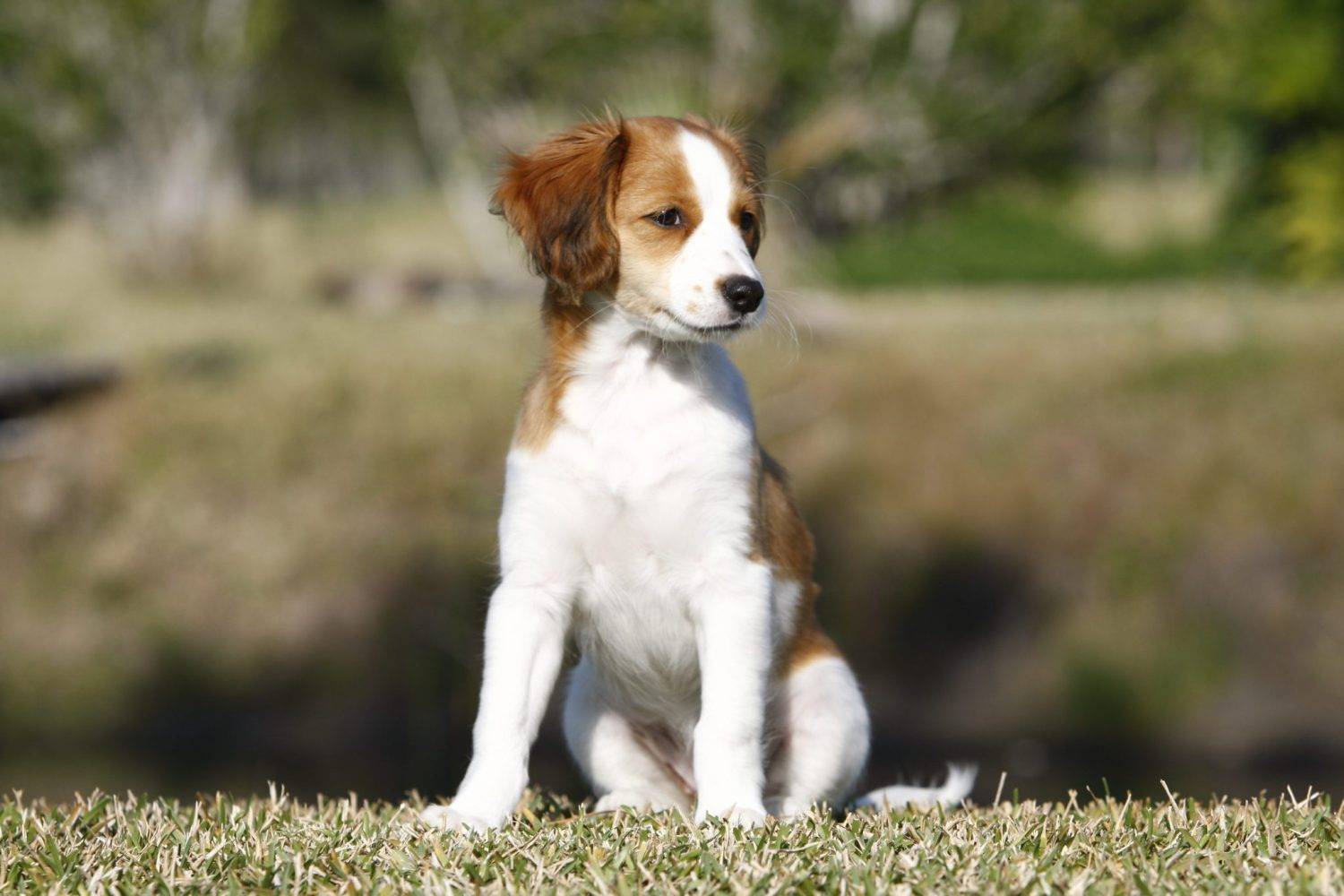 Коикерхондье - уникальный охотничий пес с удивительным характером