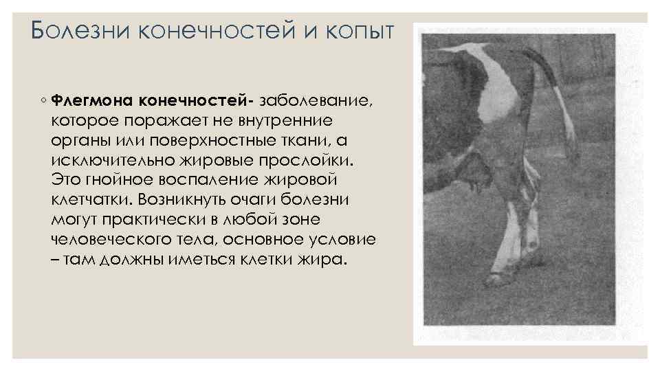 Паралич у собак: причины, симптомы и первые признаки, виды паралича, схема лечения и восстановления собаки