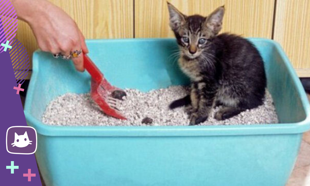 Приучить котенка к лотку быстро с наполнителем. Лоток для кошек. Кот в лотке. Уборка кошачьего туалета. Приучить котенка к лотку.
