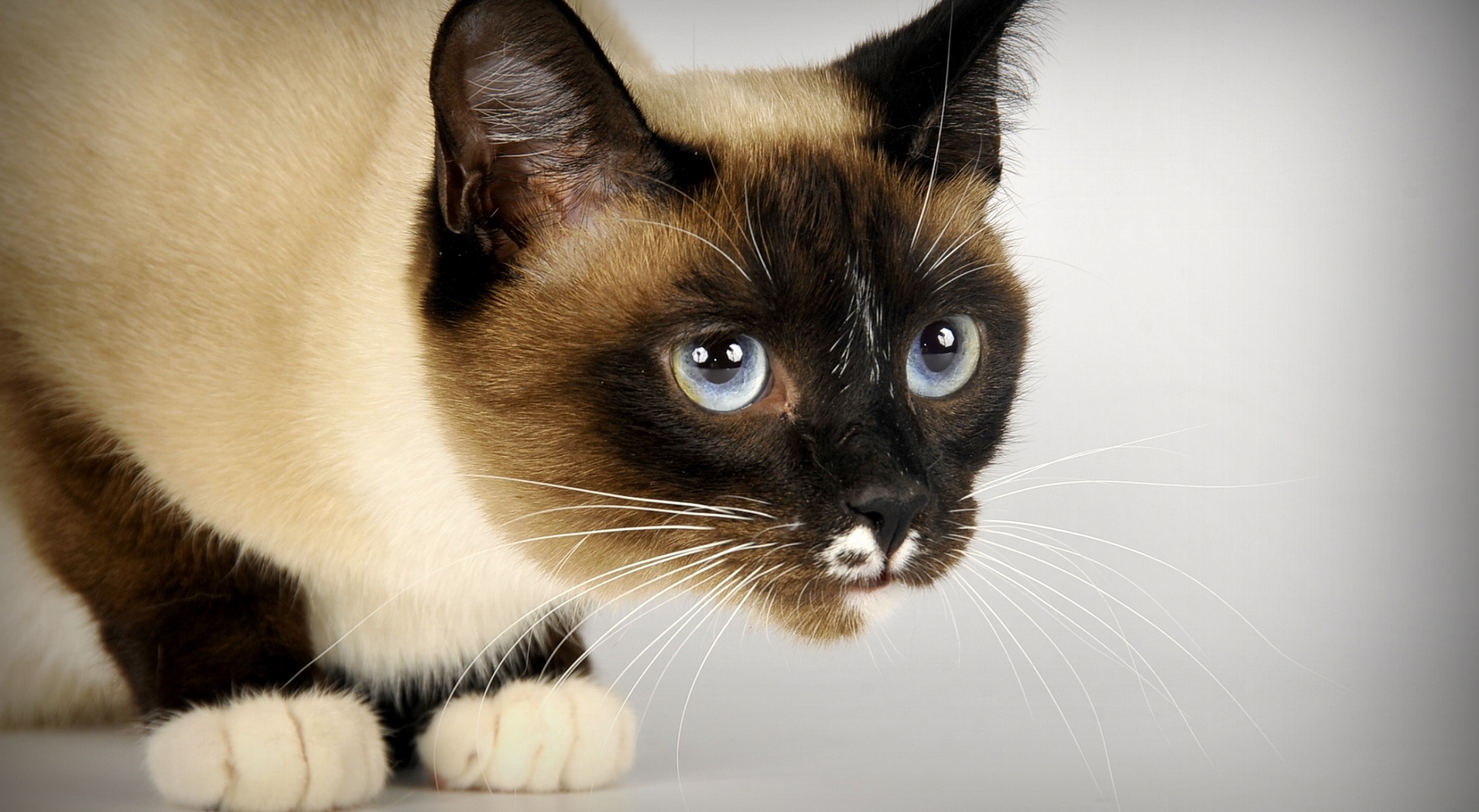 Сноу-шу кошка: описание породы, фото, характер