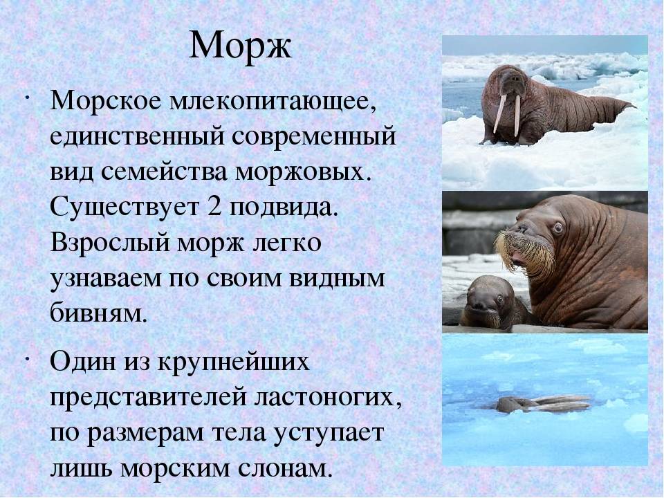 Интересные факты о моржах