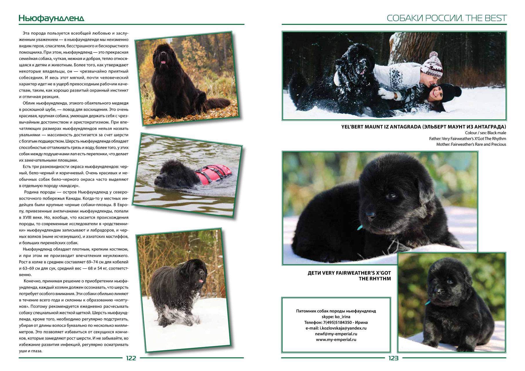 Ньюфаундленд (водолаз): описание породы, характер собаки и щенка, фото