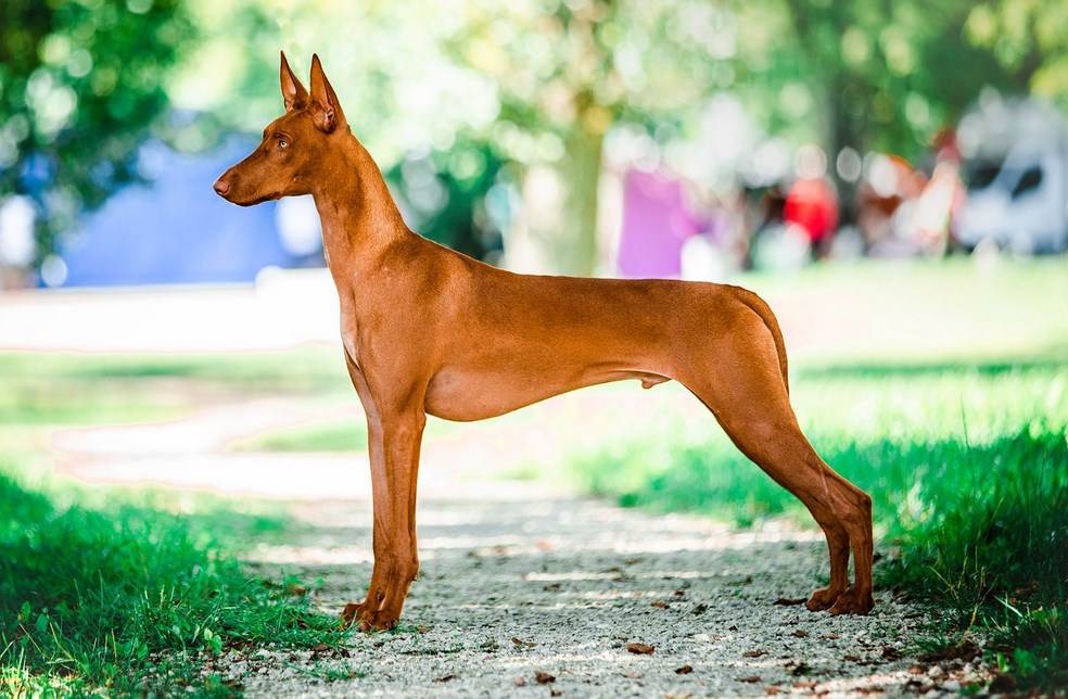 Фараонова собака: энергичный пес для охоты и преданный домашний любимец - kot-pes