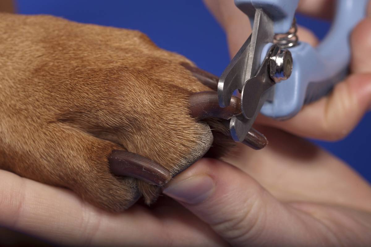 Как подстричь вросший ноготь у собаки