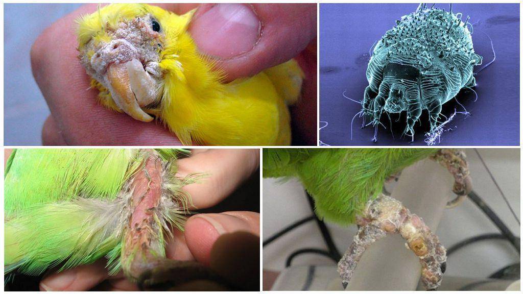 Распространённые болезни попугаев, симптомы, методы лечения