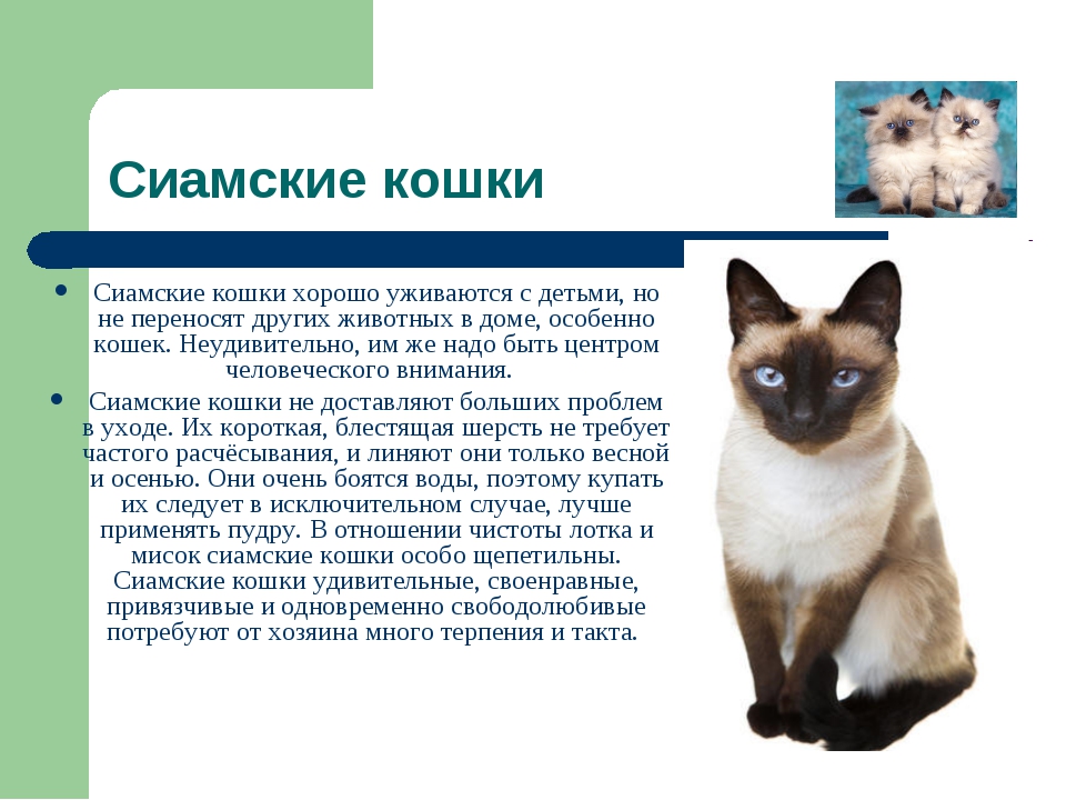 Кошка эльф: описание породы и фото :: syl.ru