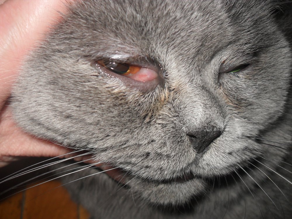 Блефарит у кошек: симптомы и лечение