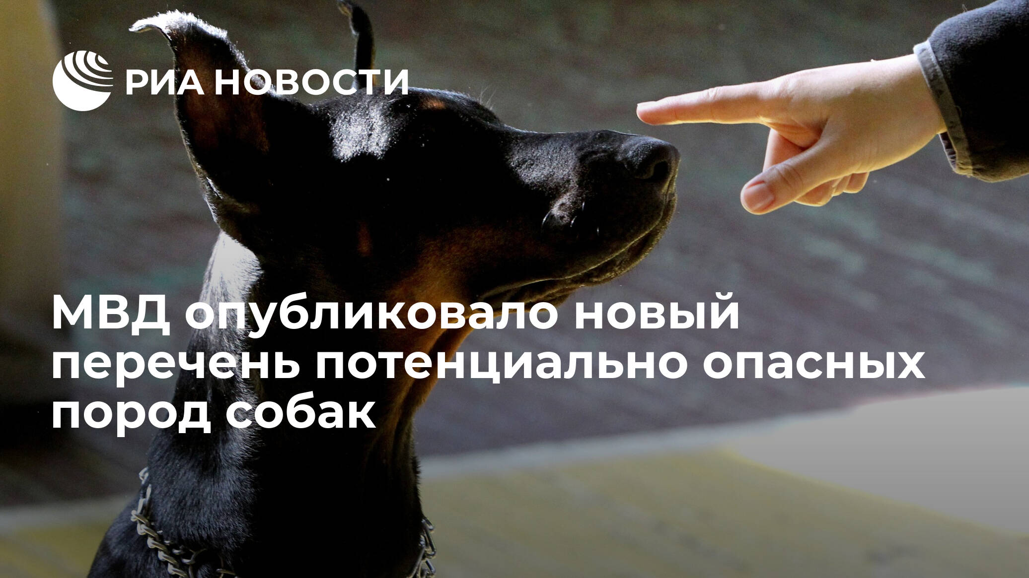 Правительство утвердило список потенциально опасных пород собак - юридический советникъ