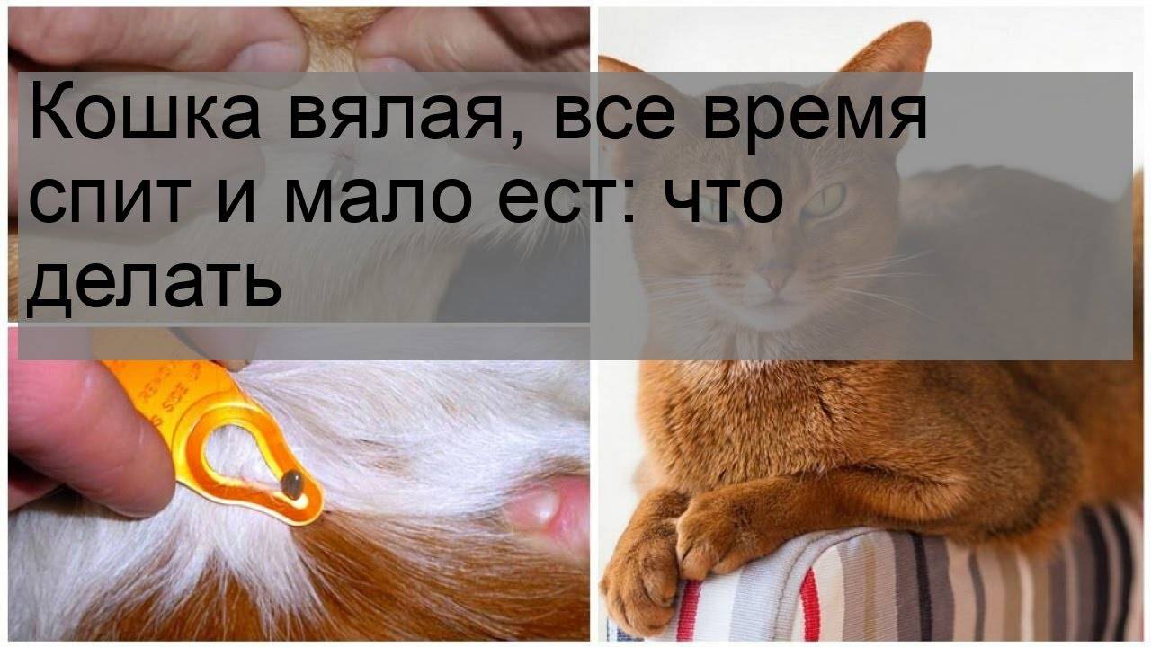 Что делать, если кот не ест и не пьёт ничего 3 дня, вялый, спит постоянно, похудел и ослабел